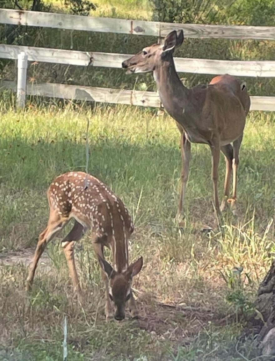 Fishers Of Men Ranch Home Marble Falls Buitenkant foto